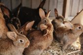 Sigulda Zoo apmeklējums