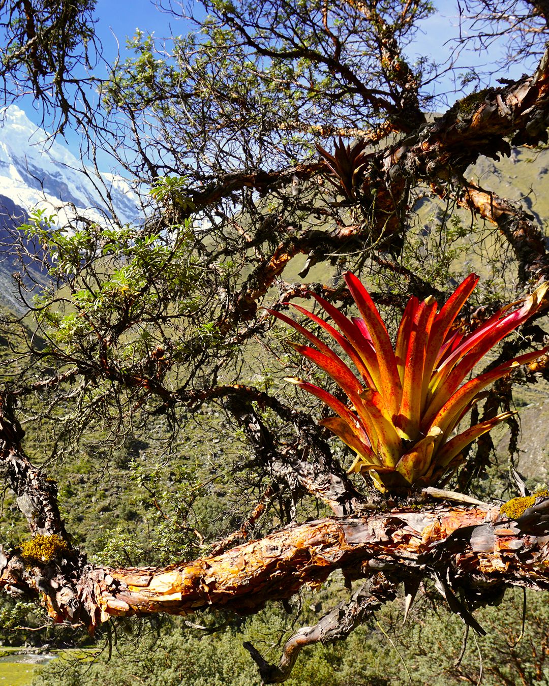 NEIBURGS presents: travel stories Dinner Vol. 1 MEXICO - COPY - COPY